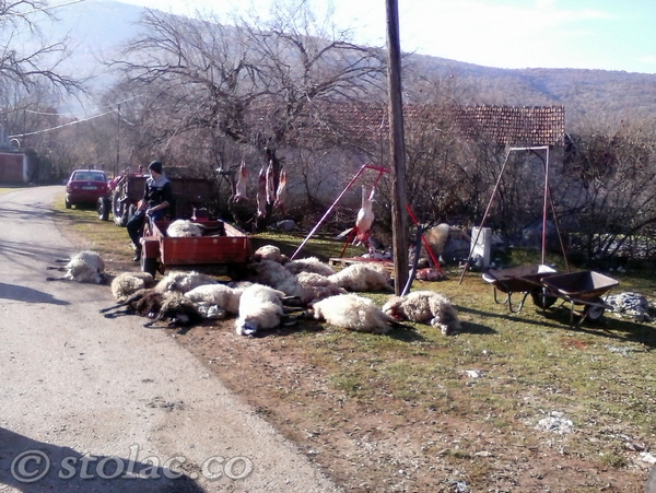 Đuri Radiću, s Poplata kod Stoca, čopor vukova zaklao 62 od 85 ovaca
